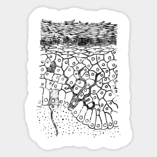 Anatomical skin layers Sticker